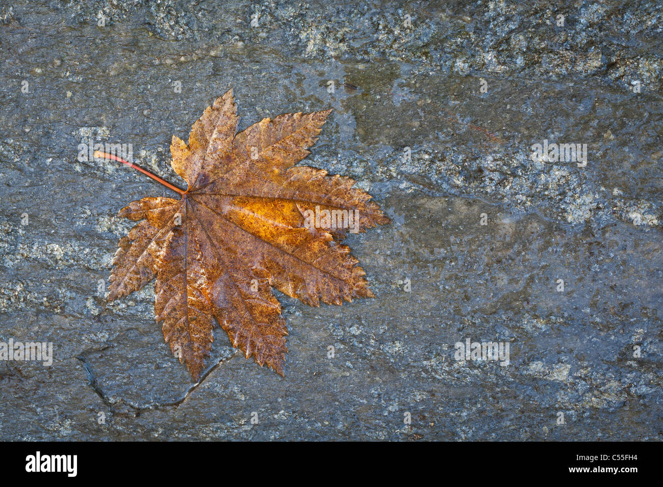 Caduto Vine maple leaf su una pietra Foto Stock