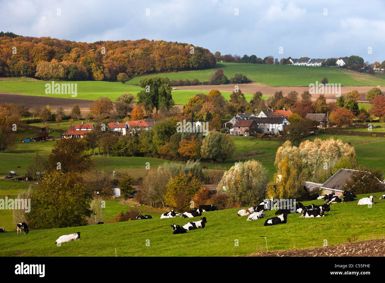 I Paesi Bassi, Epen, mucche nella parte anteriore del telaio del case. Foto Stock