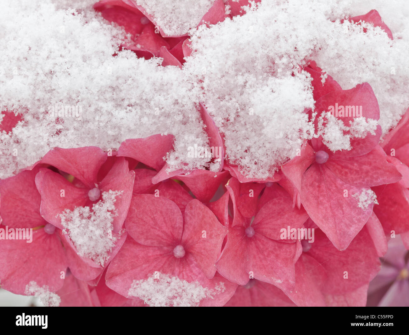 Hydrangea blossoms dopo un inizio di neve Foto Stock