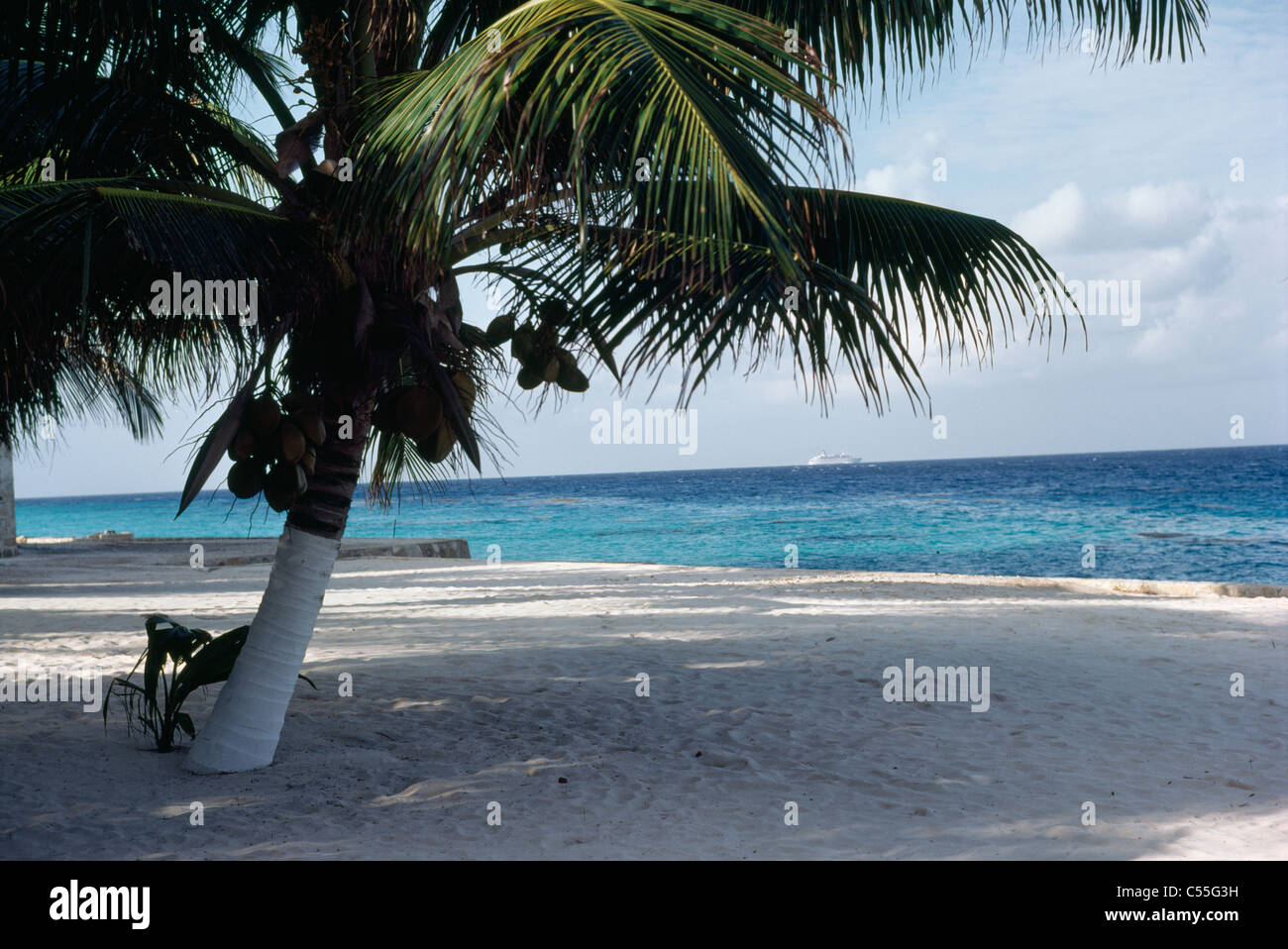 Messico, Cozumel, Coconut Palm Tree sulla spiaggia Foto Stock