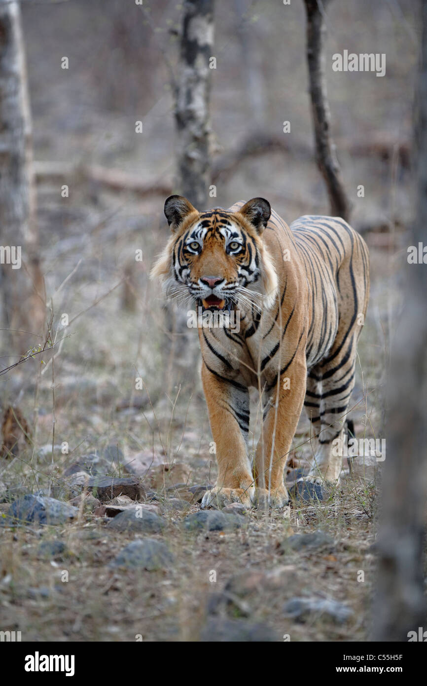 Tigre del Bengala mantenendo un occhio sulla preda nel bosco selvatico di Ranthambhore, India. ( Panthera Tigris ) Foto Stock