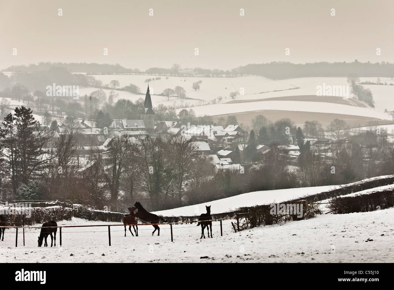 I Paesi Bassi, Noorbeek, vista sul villaggio in inverno, la neve. I cavalli. Foto Stock