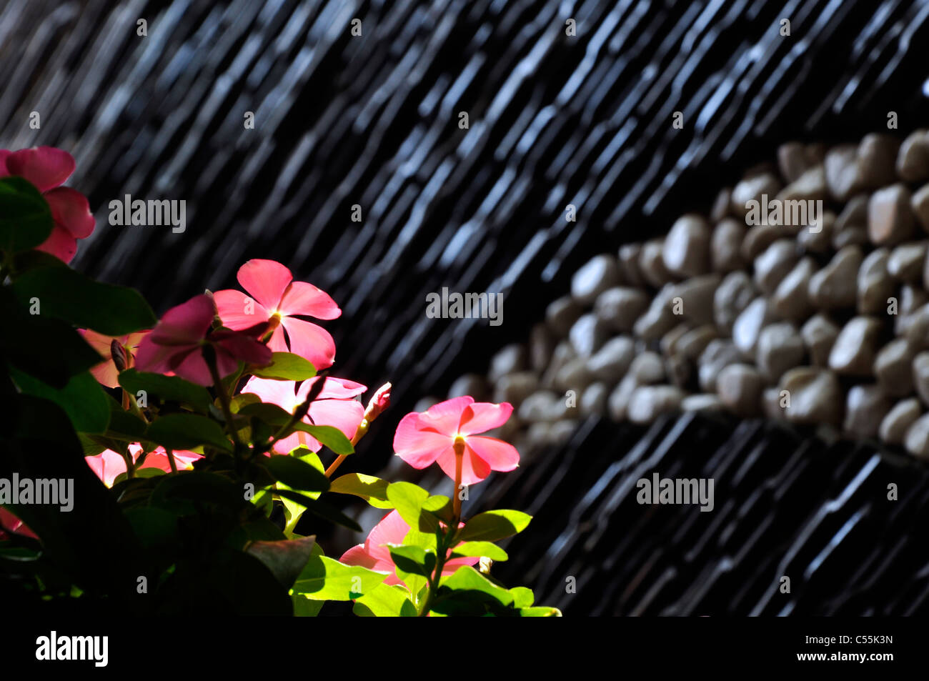 Fiori di colore rosa scuro sul colore di sfondo Foto Stock
