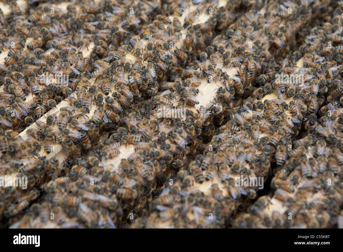 API da miele Foto Stock