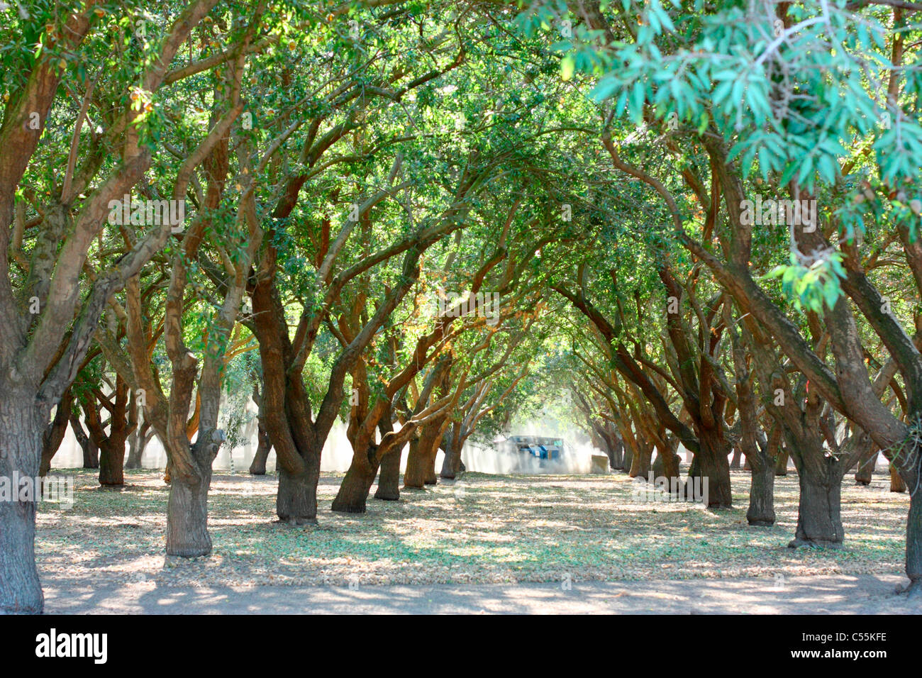 Almond (Prunus dulcis) alberi in un frutteto, modesto, Stanislao County, California, Stati Uniti d'America Foto Stock