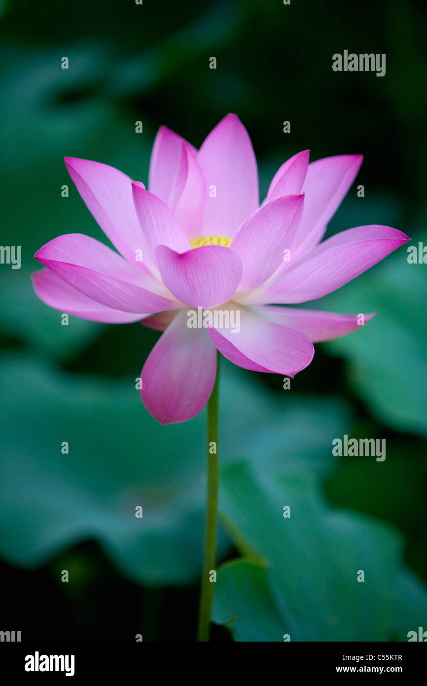 Splendida fioritura fiore di loto Foto Stock
