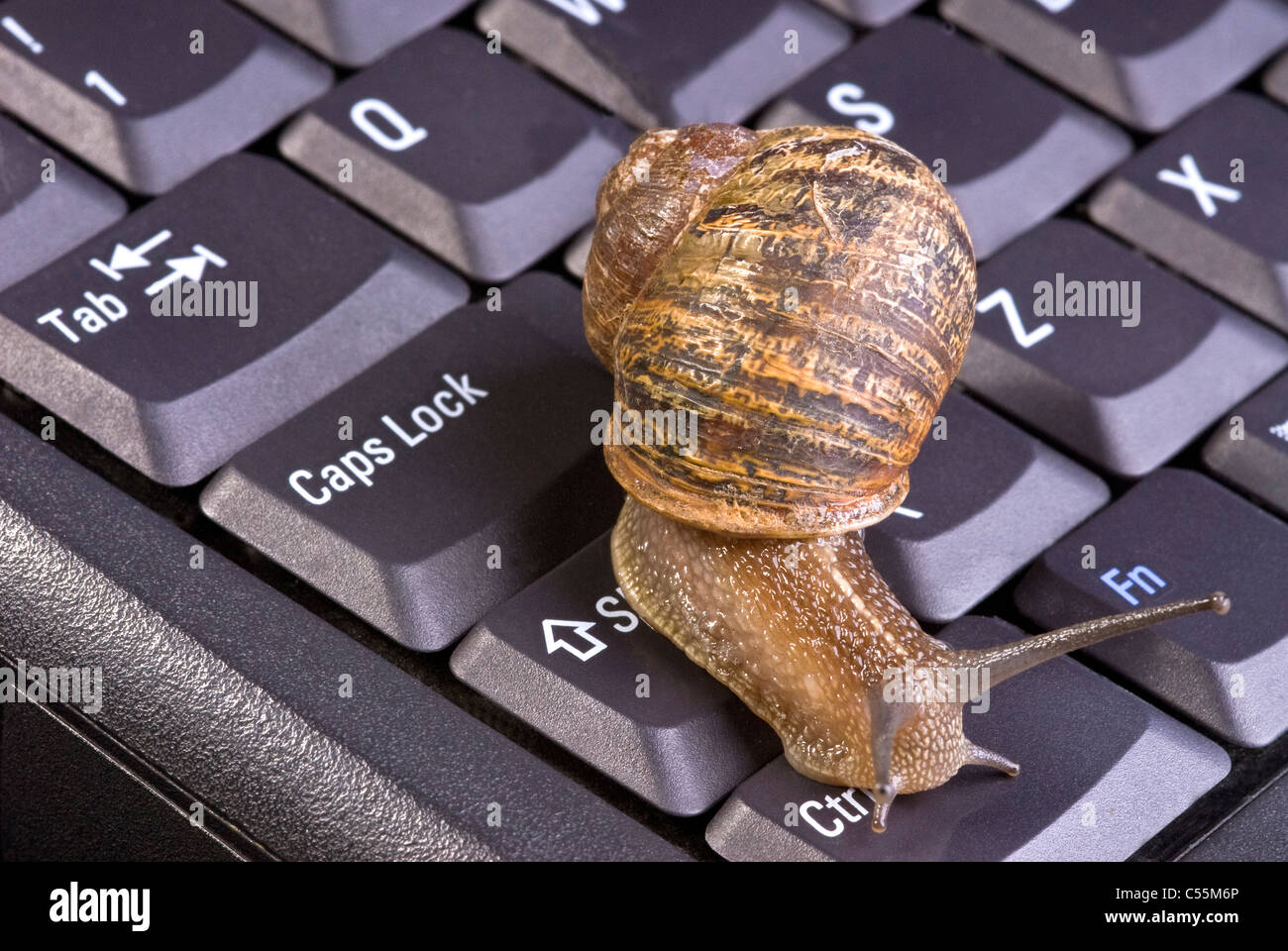 Comune di lumaca marrone sulla tastiera del computer. Foto Stock