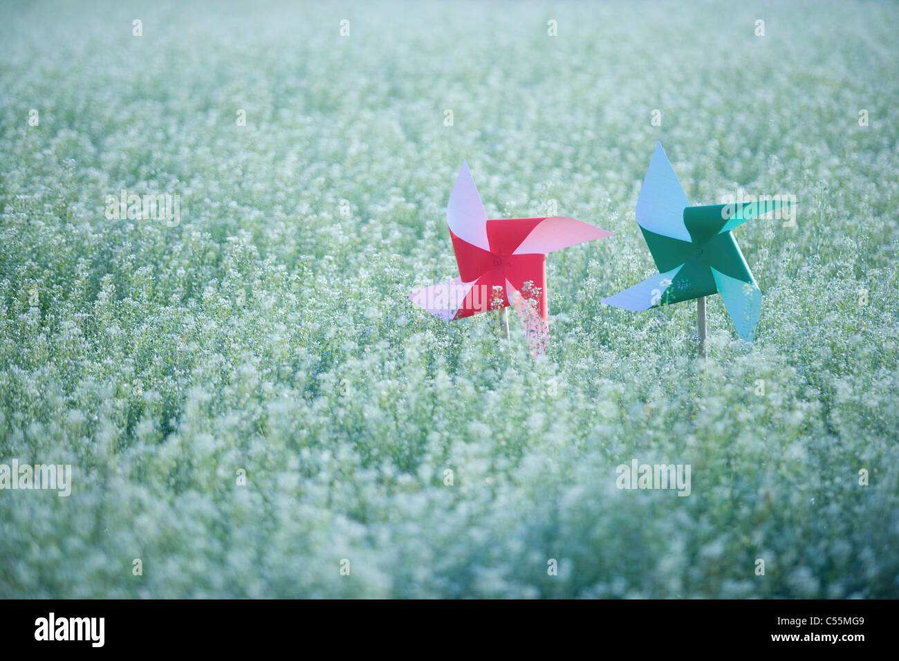 Pinwheels nel campo dei fiori Foto Stock