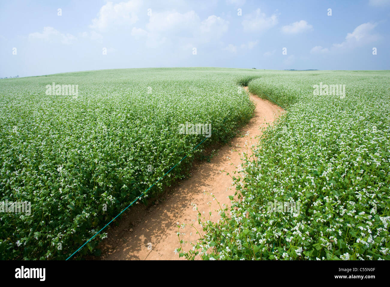 Fiori di grano saraceno nel percorso Foto Stock
