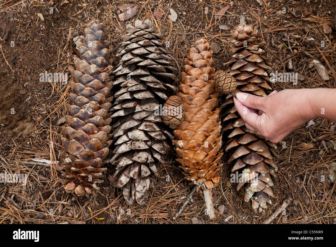 La mano che mostra la scala di zucchero grandi pigne e piccoli sequoia gigante coni di alberi di Sequoia National Park California USA Foto Stock