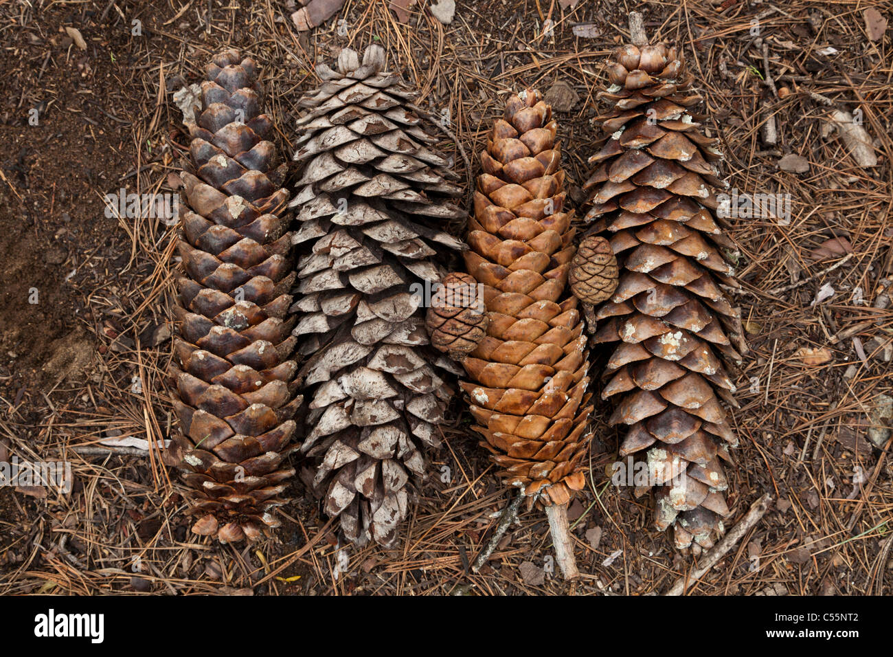 Zucchero grandi pigne e piccoli sequoia gigante coni di alberi di Sequoia National Park California USA Foto Stock