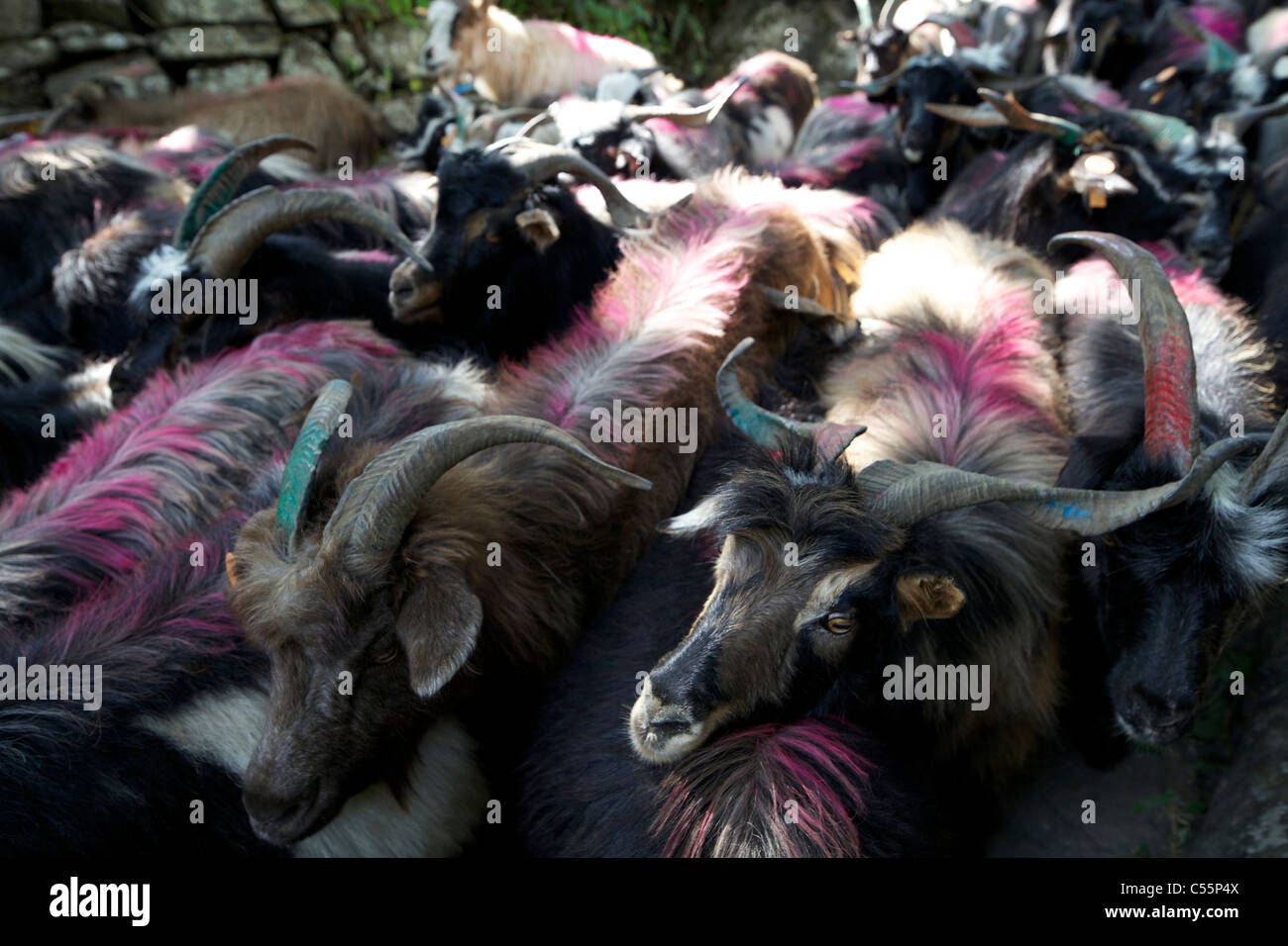 Allevamento di capre mongola, Santuario di Annapurna Himalaya,, Nepal Foto Stock
