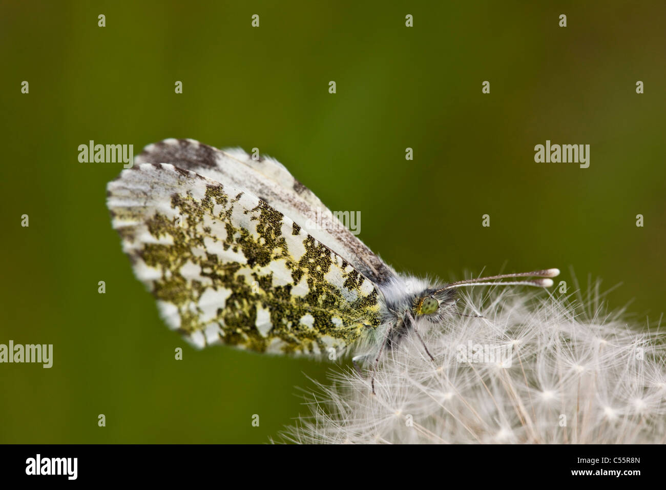 I Paesi Bassi, Loon op Zand, femmina punta arancione farfalla, Anthocharis cardamines, il tarassaco pappus. Foto Stock