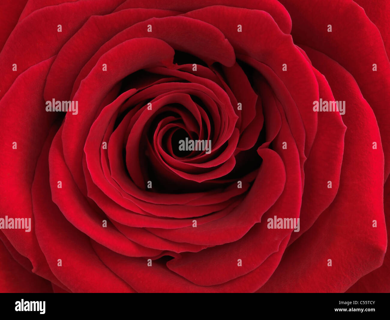 Primo piano di una bella rosa rossa Foto Stock