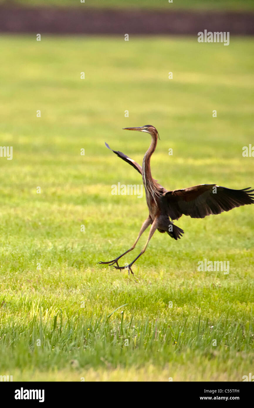 I Paesi Bassi, Groot Ammers, Airone rosso, Ardea purpurea, lo sbarco. Foto Stock