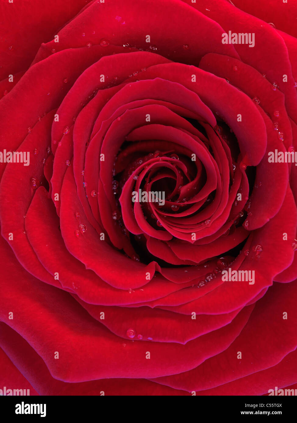 Primo piano di una bella rosa rossa con gocce di acqua sui suoi petali Foto Stock