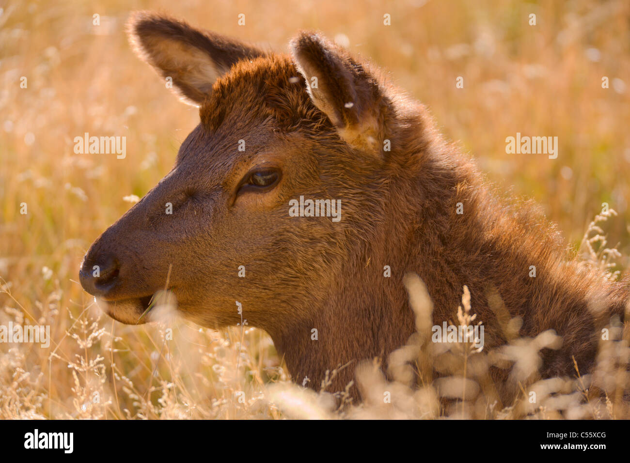 Close-up di un'Elk (Cervus canadensis) di vitello, il Parco Nazionale di Yellowstone, Wyoming USA Foto Stock