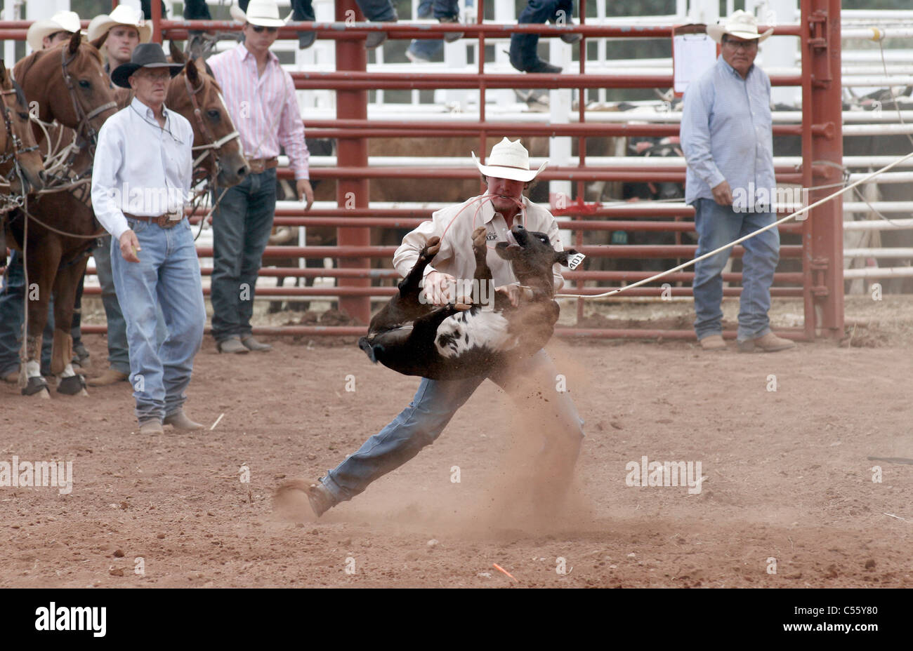 Concorrente in vitello roping evento presso l annuale Indian Rodeo tenutasi a Mescalero, Nuovo Messico. Foto Stock