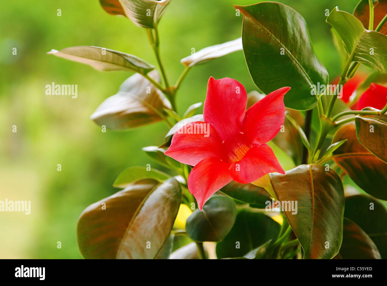DIPLADENIA 03 Foto Stock