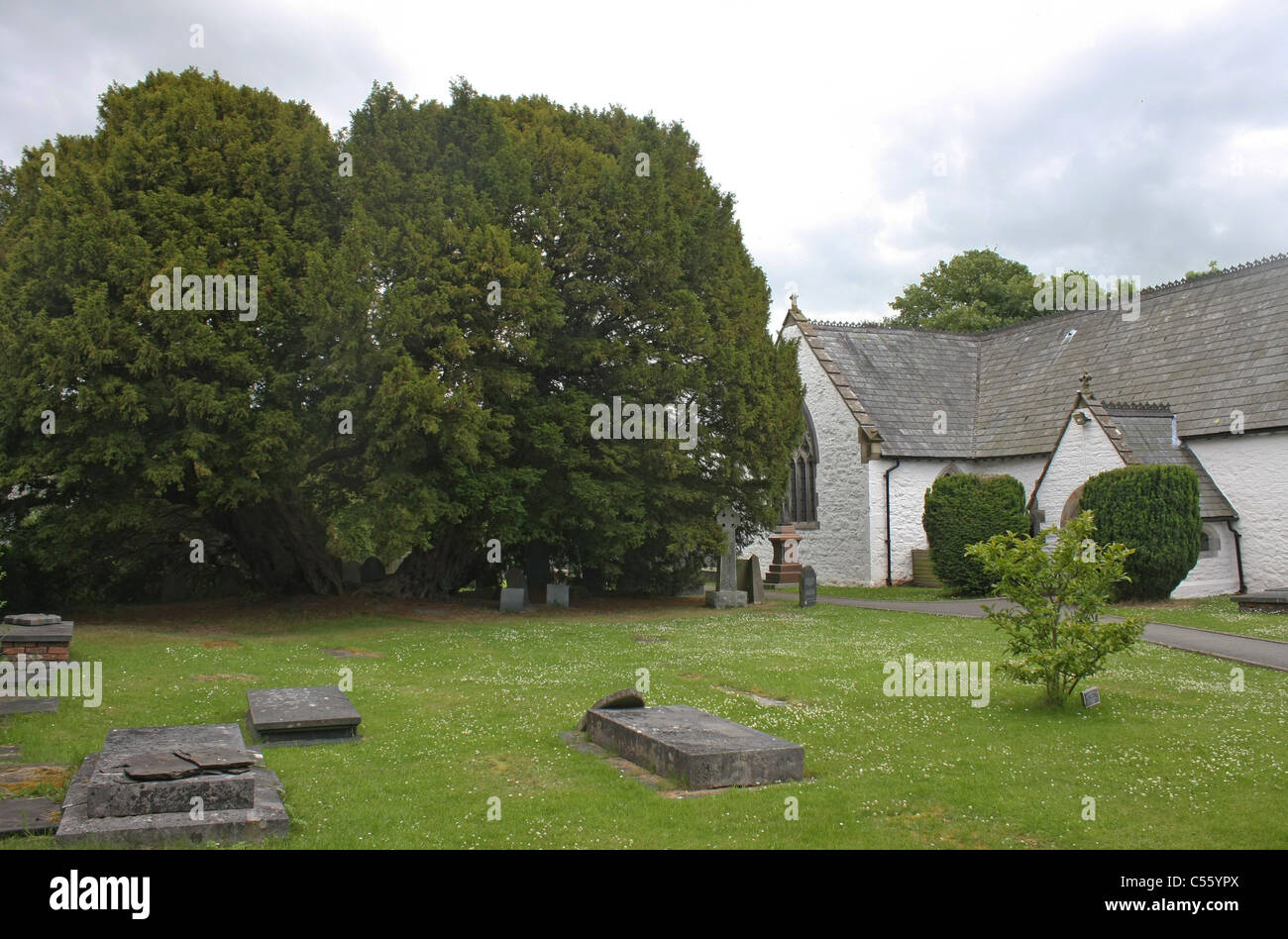 Antica yew da St Digain la chiesa di Llangernyw in Galles Foto Stock