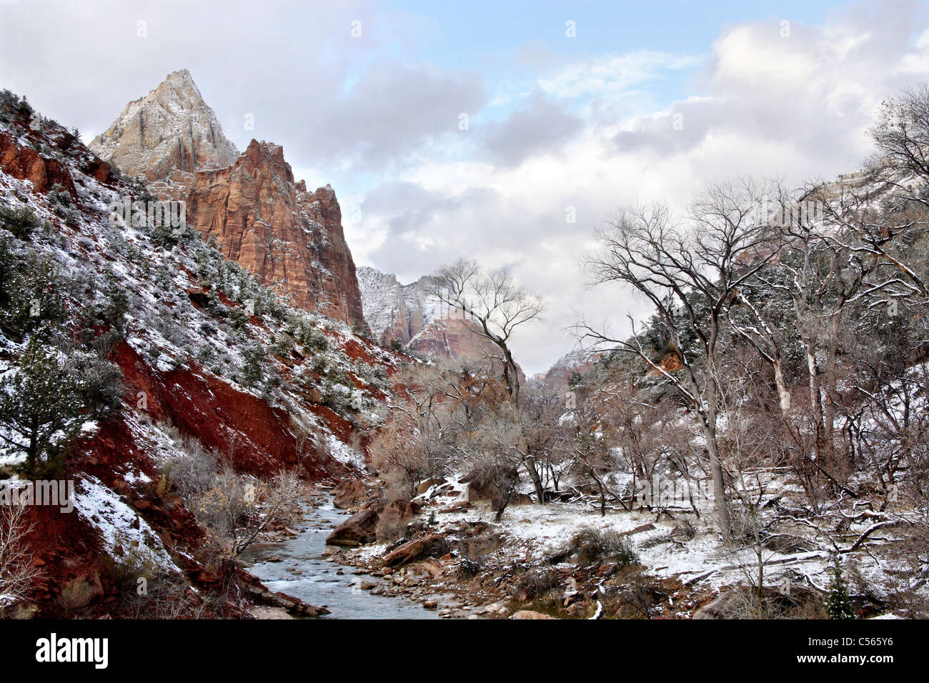 In inverno la neve sui fianchi del fiume vergine al Parco Nazionale Zion, Utah, Stati Uniti d'America Foto Stock