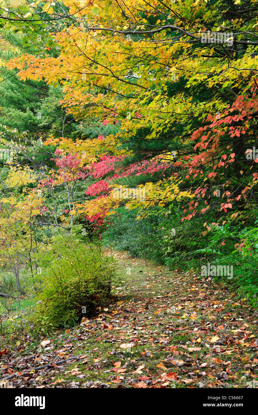 Una tranquilla passeggiata attraverso il bosco in autunno, Southwestern Ohio, Stati Uniti d'America Foto Stock