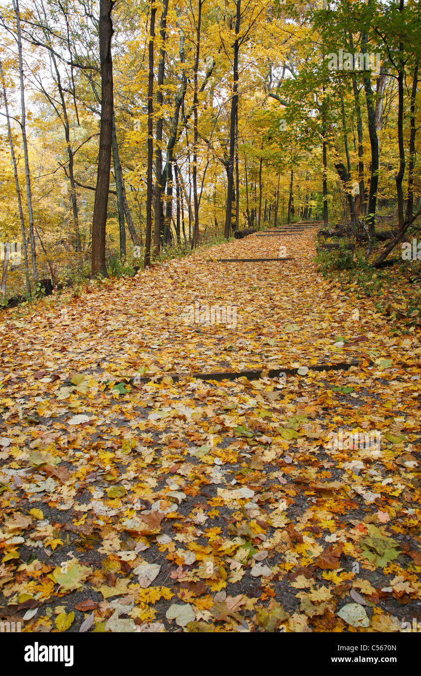 Una tranquilla passeggiata attraverso il bosco in autunno, Sharon boschi, Southwestern Ohio, Stati Uniti d'America Foto Stock
