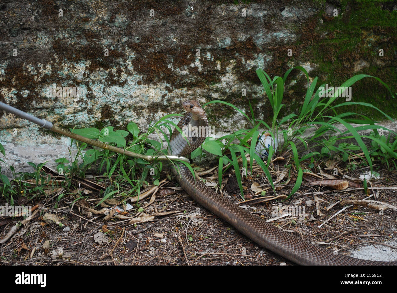 Indian spectacled cobra close-up Foto Stock