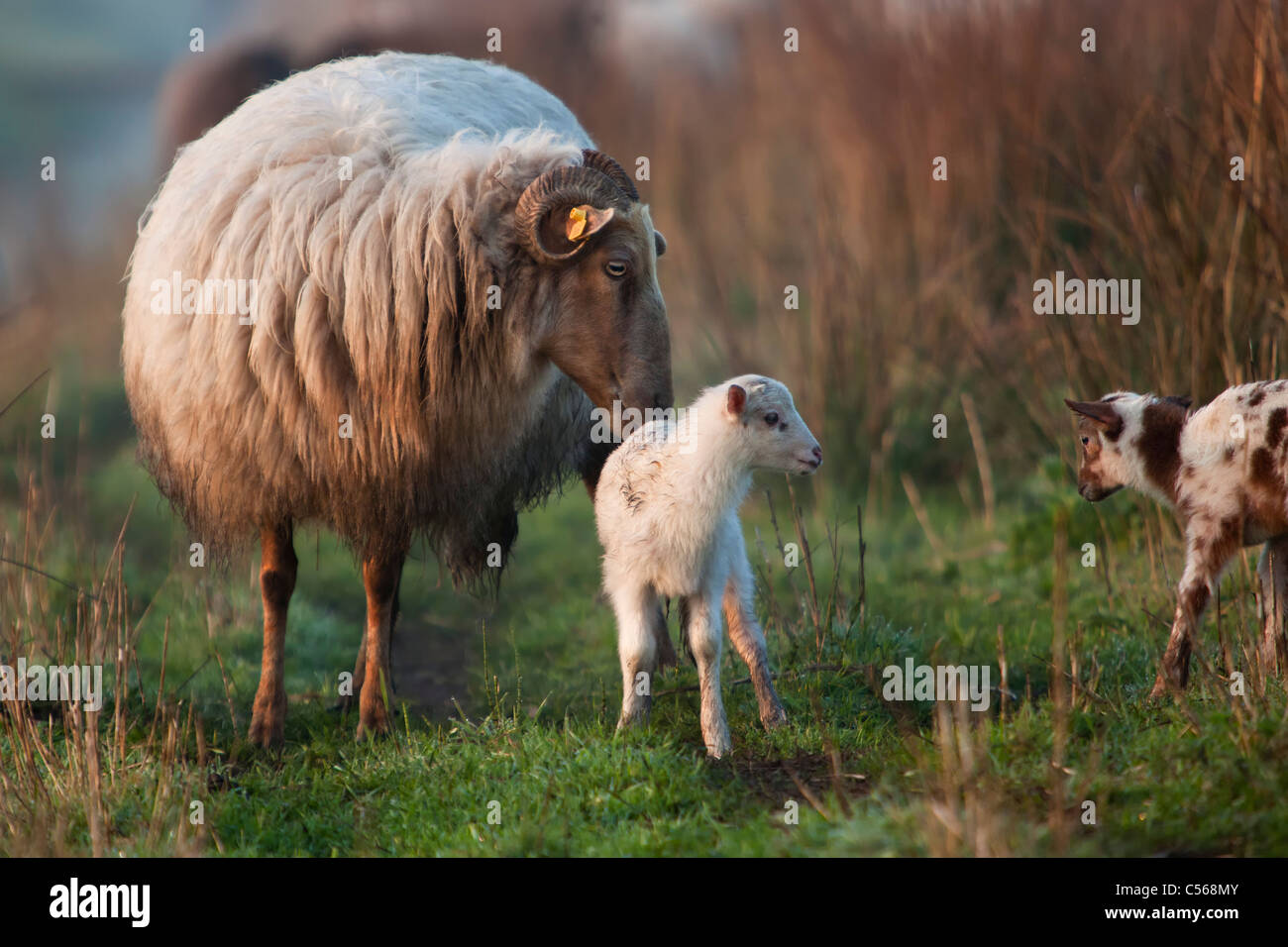 I Paesi Bassi, Nederhorst den Berg, pecore e agnelli a sunrise. Foto Stock