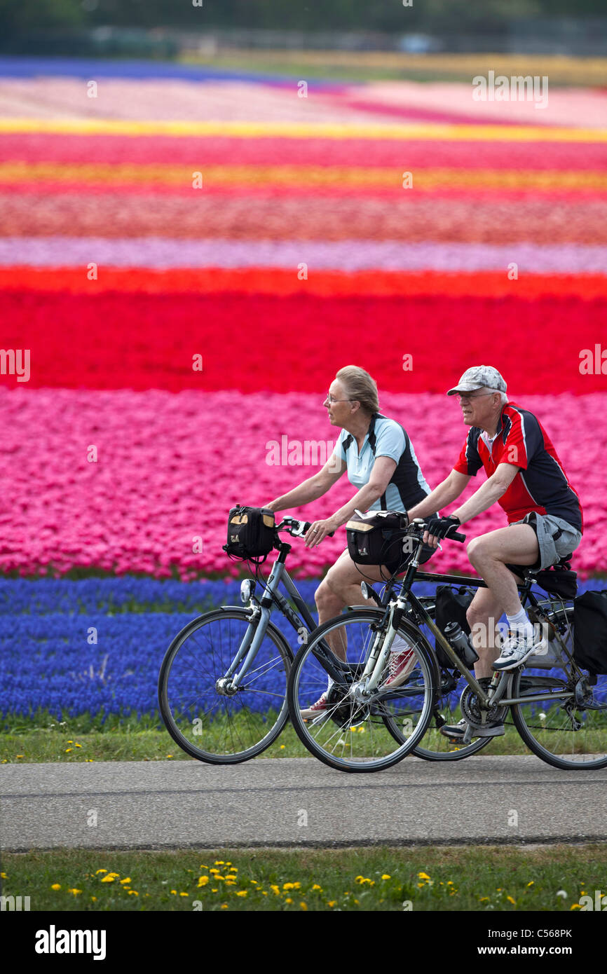 I Paesi Bassi, Egmond , Fiore e campi di tulipani. Coppia senior, uomo e donna, ciclismo. Foto Stock