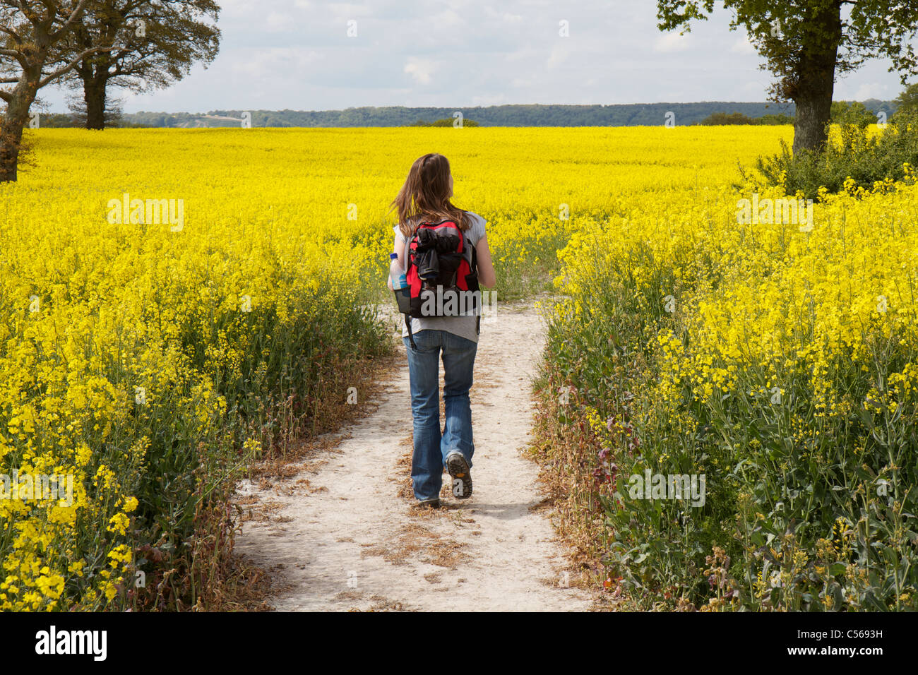 Donna che cammina lungo un percorso attraverso una grande giallo raccolto di colza in Hampshire, Inghilterra Foto Stock