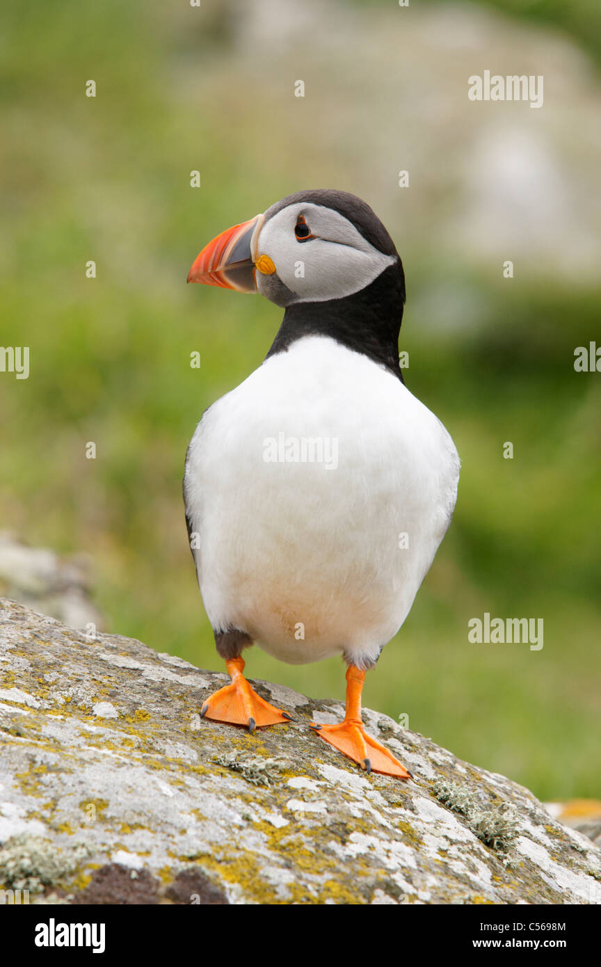 Atlantic puffini, Fratercula arctica. Sulla lunga nel Treshnish Isles, Scotland, Regno Unito. Foto Stock