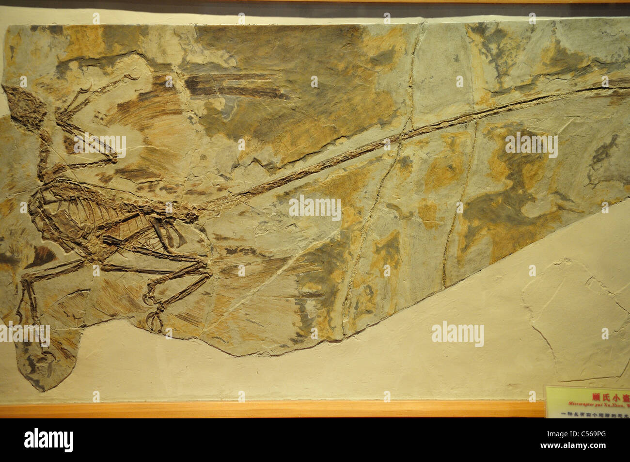 Lo scheletro fossile di microraptor, un dinosauro piumato vissuto durante il Cretaceo età. Pechino, Cina. Foto Stock