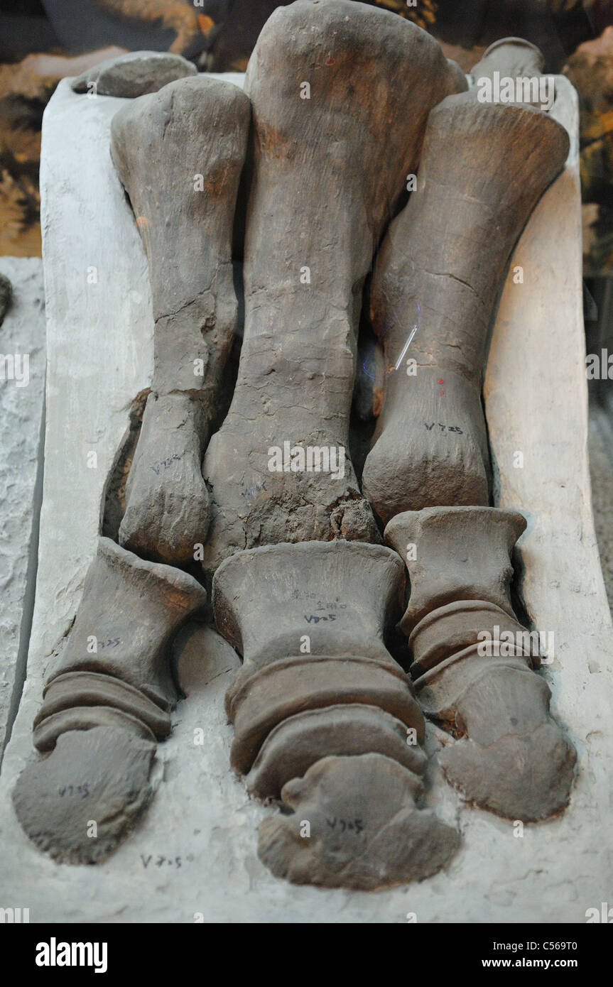 Fossile di dinosauro del piede e le dita dei piedi. Pechino, Cina. Foto Stock