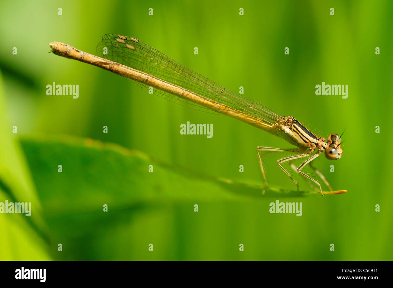 Arancione (Featherleg Platycnemis acutipennis) Foto Stock