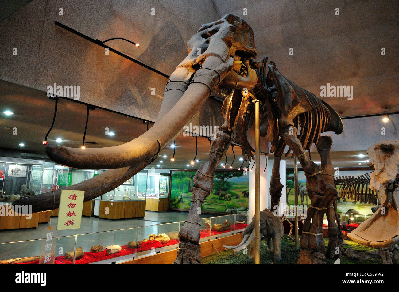 Lo scheletro fossile di un elefante estinto. Pechino, Cina. Foto Stock