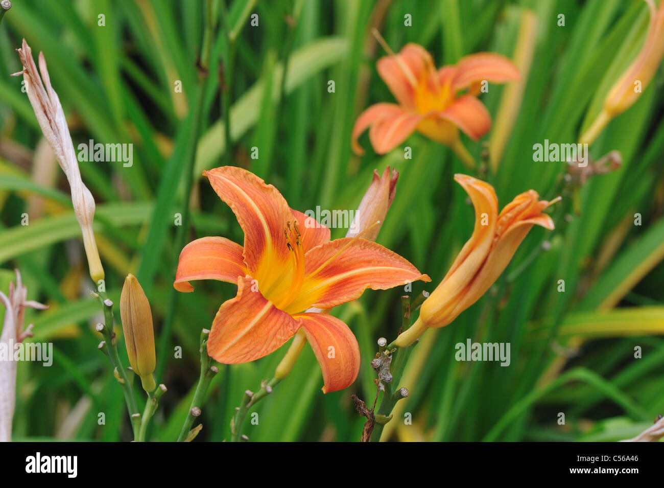 Daylily arancione - Bruno Daylily - Fosso Giglio - Tiger (Daylily Hemerocallis fulva) Fioritura in estate Foto Stock