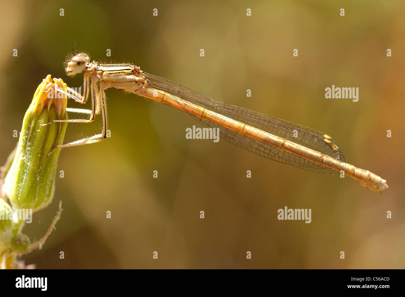 Arancione (Featherleg Platycnemis acutipennis) Foto Stock