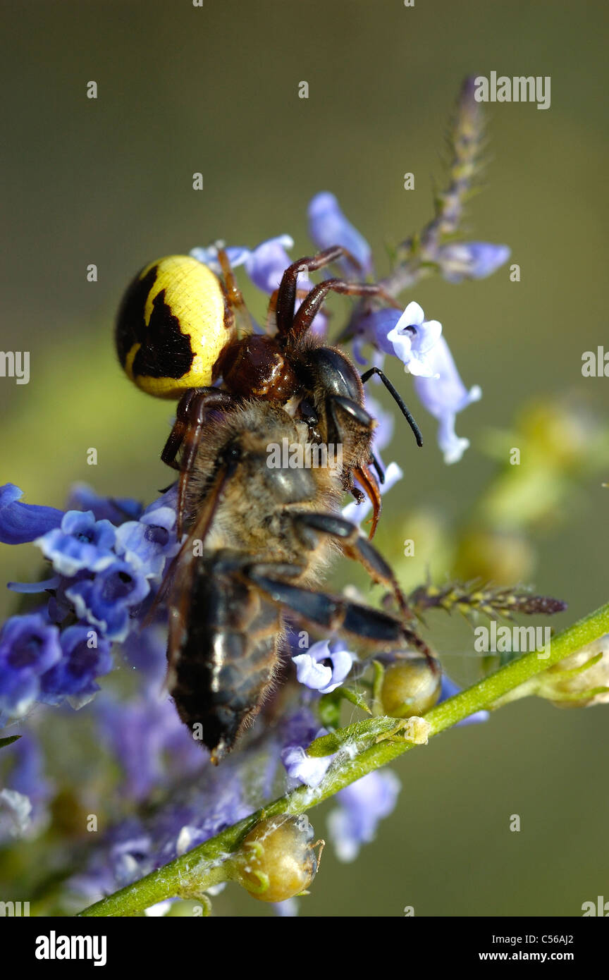 Il ragno granchio (Synema globosum) depredavano un miele delle api (Apis mellifera) Foto Stock