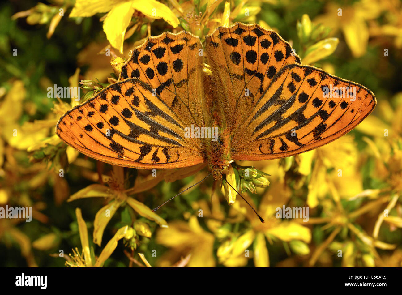 Fritillary Silver-Washed (Argynnis paphia) Foto Stock