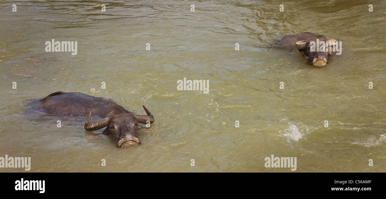 Due contenti bufalo d'acqua mantenendo raffreddare in acqua, Vietnam. Bubalus bubalis Foto Stock