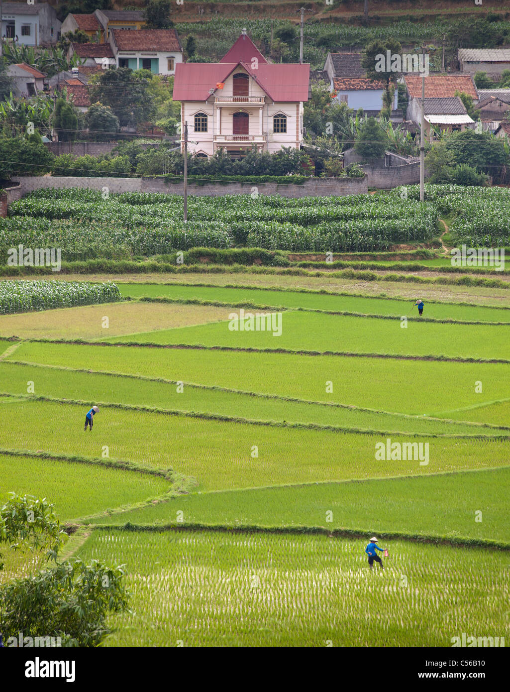 Vietnam del nord, riso paddy padi con lavoratori contadina Foto Stock