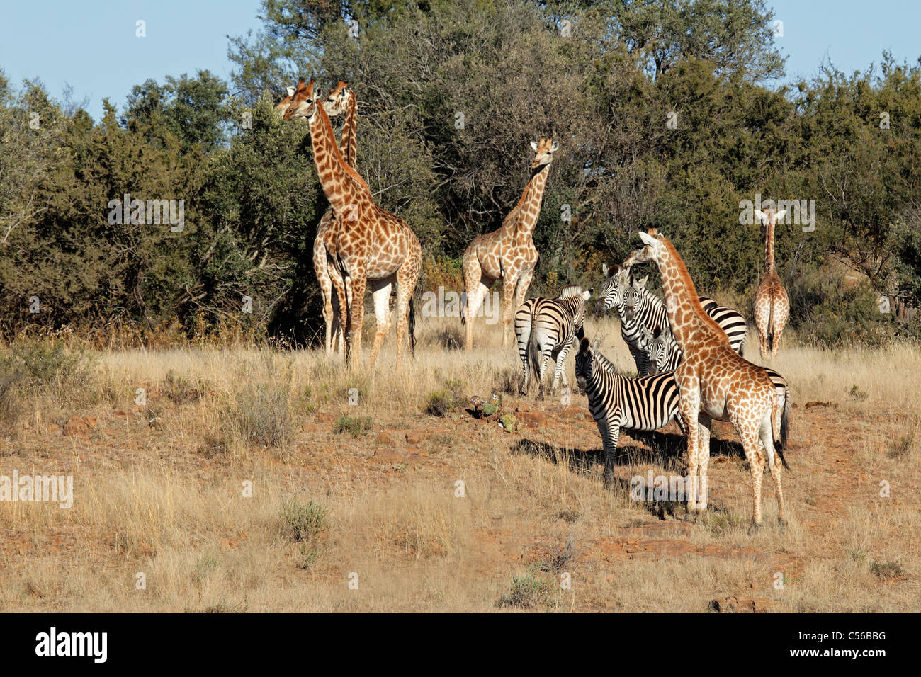 Gruppo di giraffe (Giraffa camelopardalis) e pianure zebre (Equus quagga), Sud Africa Foto Stock