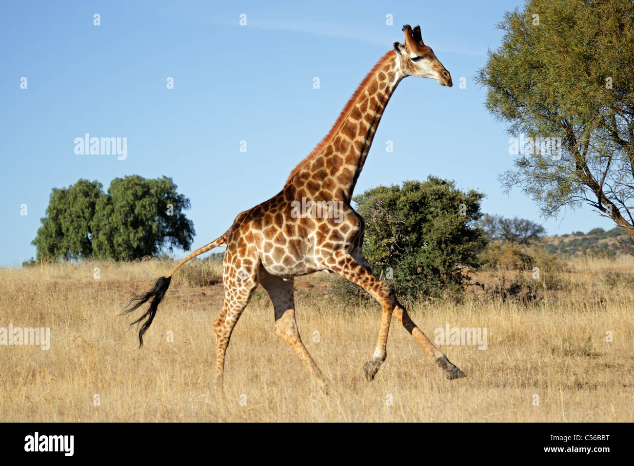 Giraffe (Giraffa camelopardalis) in esecuzione su pianure africane, Sud Africa Foto Stock Giraffe (Giraffa camelopardalis) in esecuzione su pianure africane, Sud Africa Foto Stock