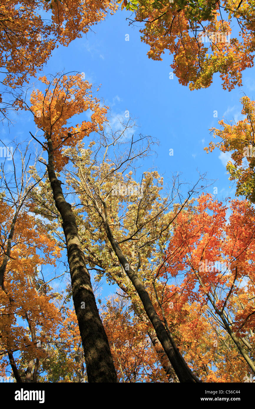 Guardando verso l'alto la foresta e il cielo blu nel mezzo di incredibili colori autunnali presso il parco, Sharon boschi, Southwestern Ohio, Stati Uniti d'America Foto Stock