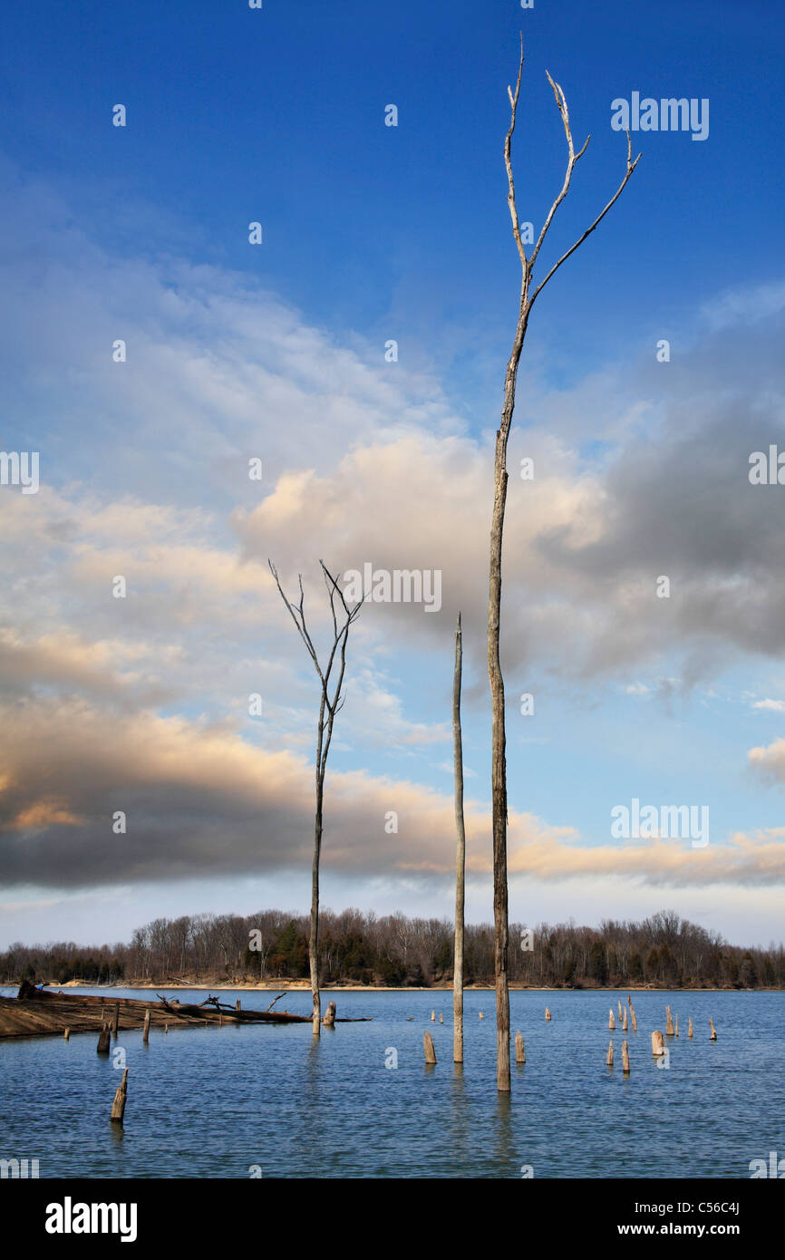 In tarda serata cieli e di alti alberi morti in Caesar Creek Lake durante l inizio della primavera, Southwestern Ohio, Stati Uniti d'America Foto Stock