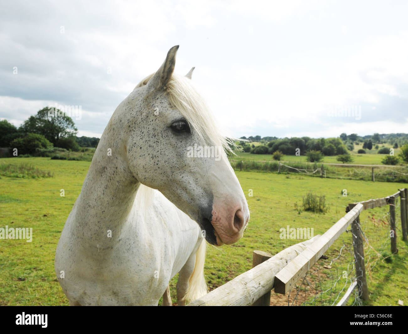 Un bel cavallo bianco da solo in un campo. Foto Stock