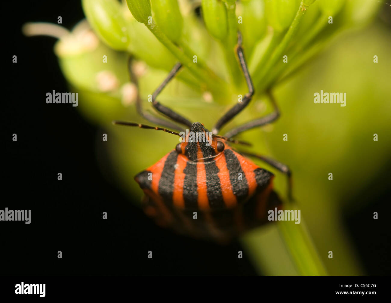 Graphosoma lineatum Foto Stock