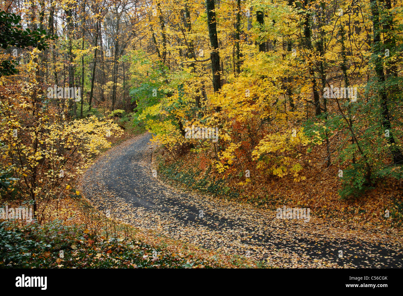 Un incurvamento strada asfaltata attraverso un lussureggiante e colorato parco in autunno, Southwestern Ohio, Stati Uniti d'America Foto Stock