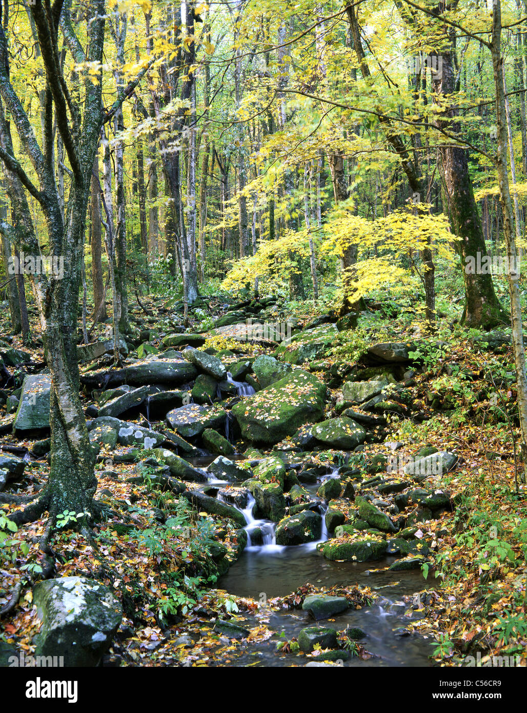 Un piccolo ruscello tranquillo scorre su rocce nel mezzo di una lussureggiante fogliame di autunno nel Parco Nazionale di Great Smoky Mountains, Tennessee, Stati Uniti d'America Foto Stock